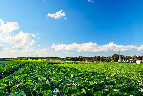 所有された農地